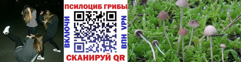 Псилоцибиновые грибы мицелий  Княгинино 